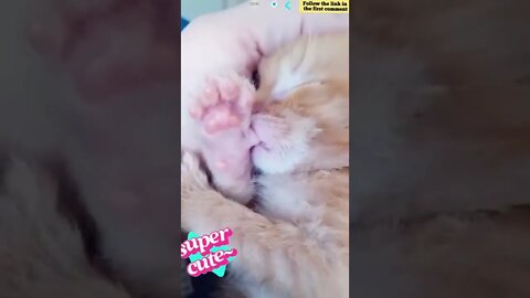 cute cat videos 😹 funny videos 😂 850 😻