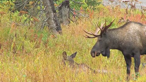 Two Moose in Meadow