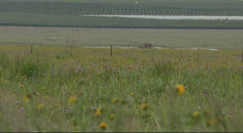 Wind Wolves Nature Preserve hosting 8th Annual Spring Nature Festival