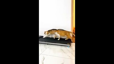 Funny dog and cat