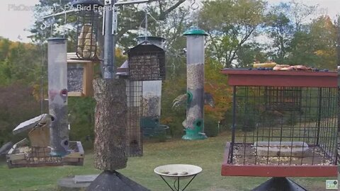 PA Bird Feeder 1 Pine Siskins visit 2020 10 08 1259pm