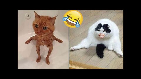 Cat 🐈 funny video full 🤣 Entertainment Don't Try Laughing 🤣