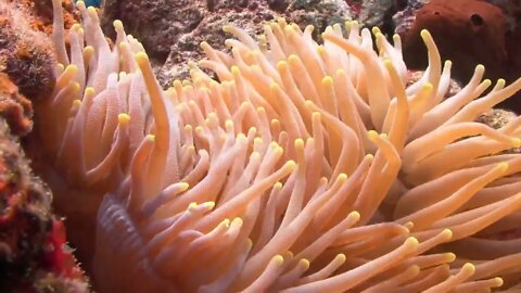 Waving Coral On Seabed