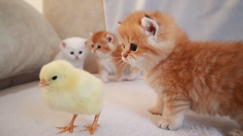 Cutest Kitten Walk With Tiny chicken .