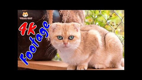 4K Quality Animal Footage - Cats and Kittens Beautiful Scenes _ Viral Cat