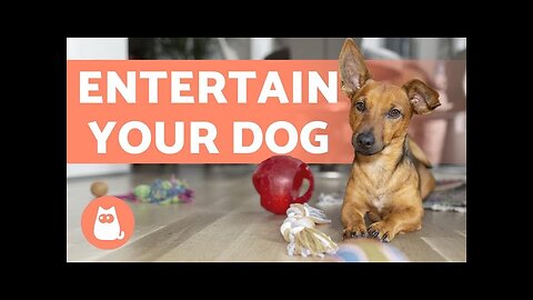 6 Ways To Entertain Your Dog While You're Away