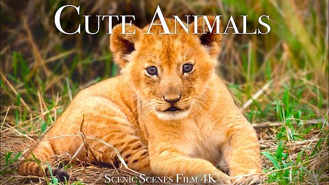 Cute Baby Animals HD - Amazing World Of Young Animals Relaxation Film