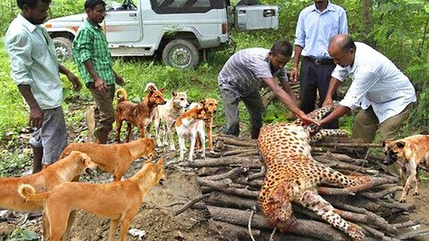 Tragic Leopard! Leopard Recklessly Broke Into People's Houses And Were Fiercely Revenged By Dogs