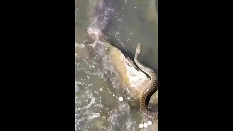 snake vs fish#viral#waterpredator#