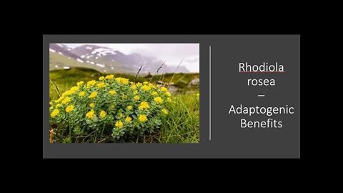 Rhodiola rosea - Benefits