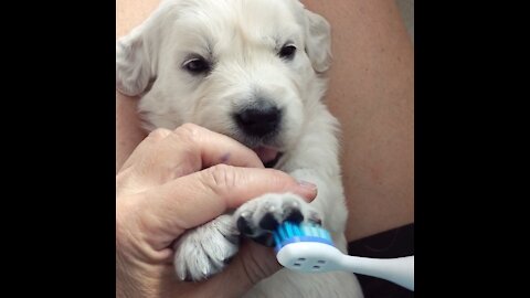 Puppy Pedicure! While this isn’t actually doing anything to puppi