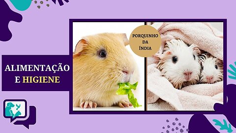 ALIMENTAÇÃO E HIGIENE DO PORQUINHO DA ÍNDIA