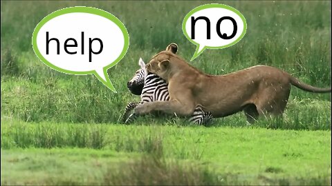 talking lion eats a talking zebra