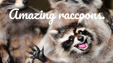 Amazing raccoons.