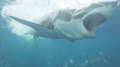 10 Y/O Attacked by Pack of Sharks