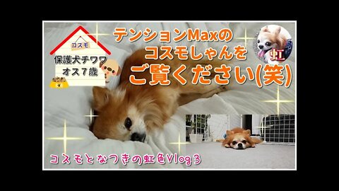 コスモとなつきの虹色Vlog３ コスモしゃんのめちゃくちゃテンションの高い様子をご覧ください(^^)/コスモの呟きにも注目！