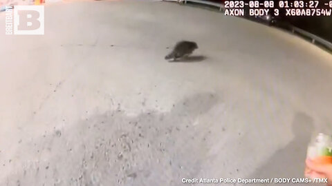 POLICE SAVE BANDIT! Officers Rescue Raccoon with Jar Stuck on Head Who Approaches Them for Help