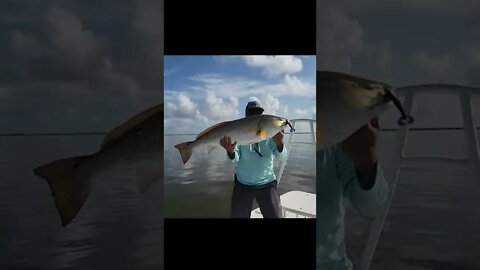 Small clip of huge reds! Full video on my channel! #saltlife #shorts #fishing #louisiana #seatow