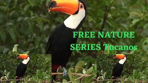 FREE NATURE SERIES - Beautiful toucans-Brasil