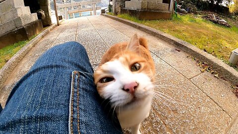 When I went to the shrine again before returning from the cat island, the cat noticed and ran up