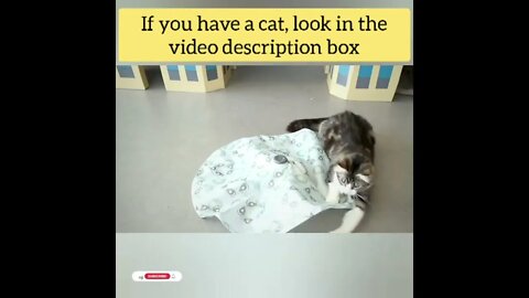 cute cat videos 😹 funny videos 😂101