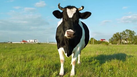 Bull on the stock farm