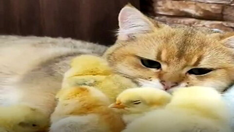 Cat and Chicks Form The Cutest Friendship Ever!