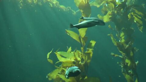 Monterey Bay Aquarium Underwater Ray Of Light