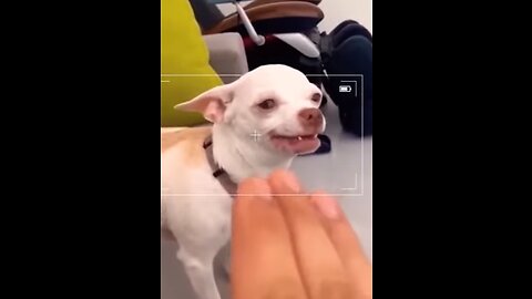 Don't mess with Chihuahua 😈 #shorts Funny TIKTOK Dog Videos