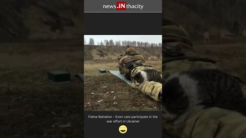 Ukrainian Soldier Shoots At Target With His Cat #shorts