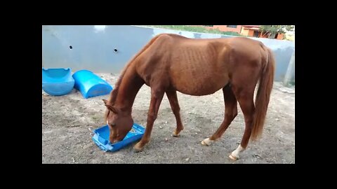 Potro Árabe - Haras e Confinamento Profeta - Porangaba- SP