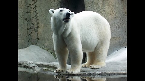 Godsinger: Storytime, King of the polar bears by L. Frank Baum