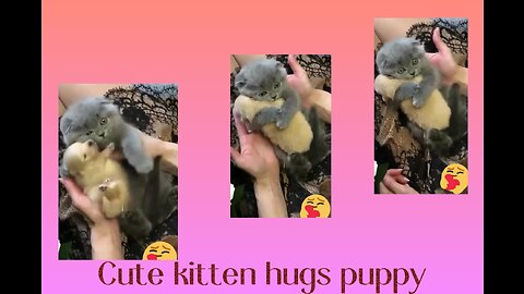 Cute kitten hugs puppy