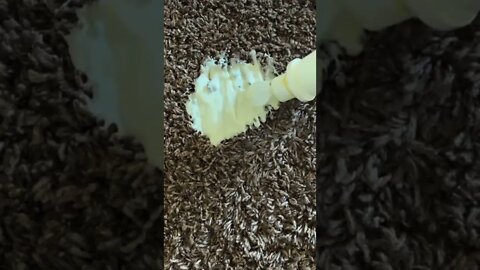 Satisfying Carpet Fixing | Shorts