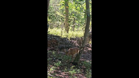 #Fawn