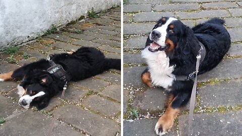 Stubborn Bernese Mountain Dog Refuses To Go Home