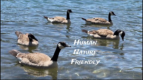 Geese on The River