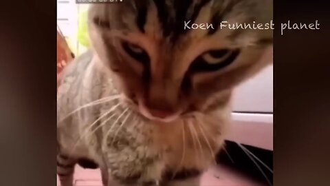 Funny cats and dogs video 2023