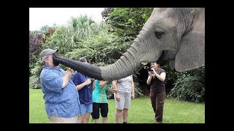 Funny Elephants Trolling Human_Must Watch New Funny Video 2023_ Top New funniest animal Video 2023