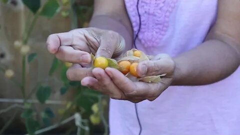 Picking Golden Berry