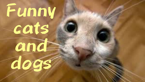 Best funny video | Funny cats and dogs | Funny animals