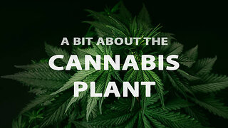 Cannabis Plants