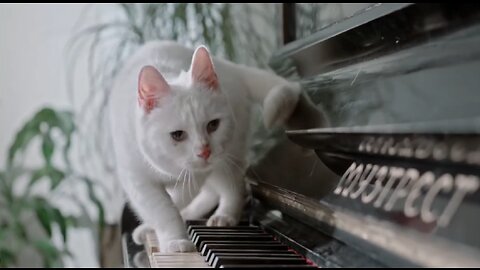 Cute cat walking all over a piano