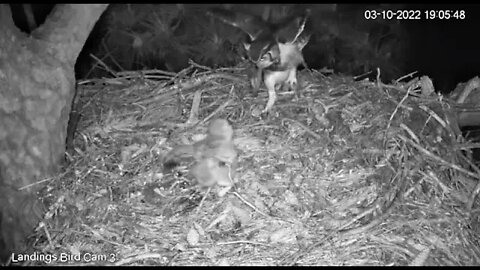 Dad Delivers a Bird to The Nest-Cam Three 🦉 3/10/22 19:05