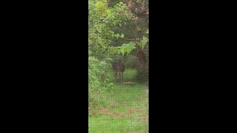 Deer Buck out our Kitchen Window This morning 8-21-24