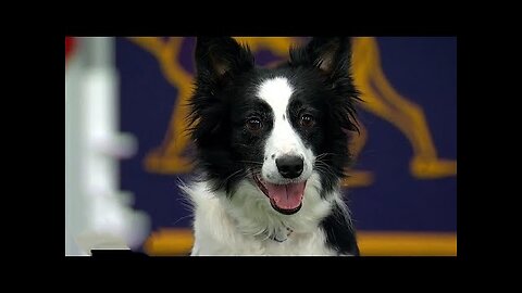 Watch 5 of the best WKC dog show moments to celebrate national puppy day