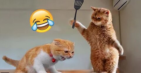 Funniest Animals 2024 😂 New Funny Cats and Dogs Videos 😻🐶 Part 1