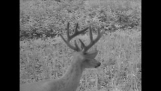 Fred Zepplin 2021, 7/22/21 More Bucks While Baling!