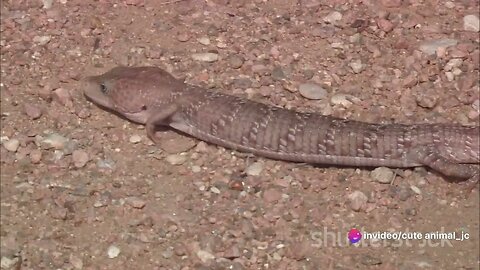 Legless Wonders: The World of Legless Lizards