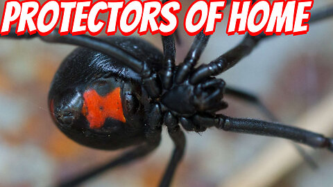 The Surprising Danger of The Black Widow!